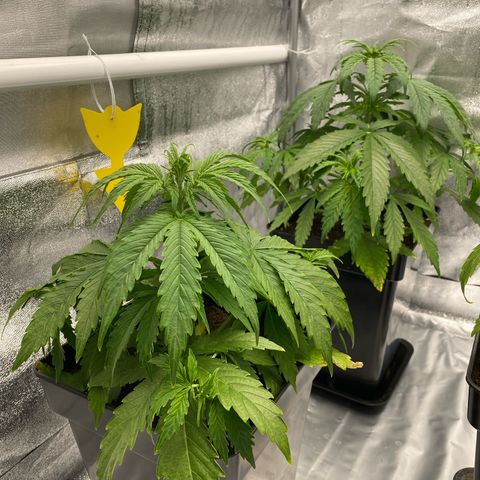 Milky Way growlog timeline photo