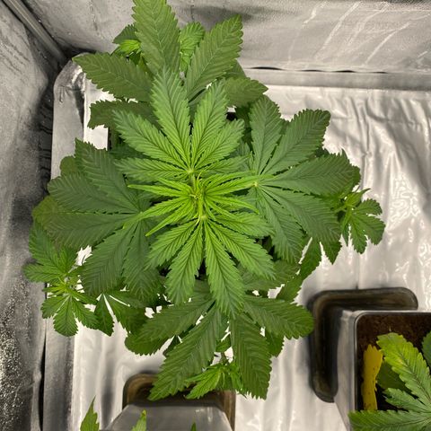 Milky Way growlog timeline photo