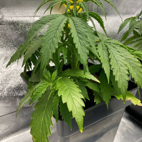 Milky Way growlog timeline photo