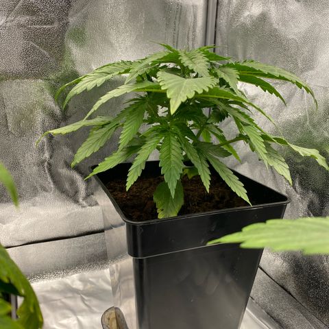 Royal Gorilla Automatic  growlog timeline photo