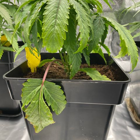 Royal Gorilla Automatic  growlog timeline photo