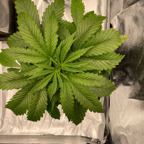 Royal Gorilla Automatic  growlog timeline photo