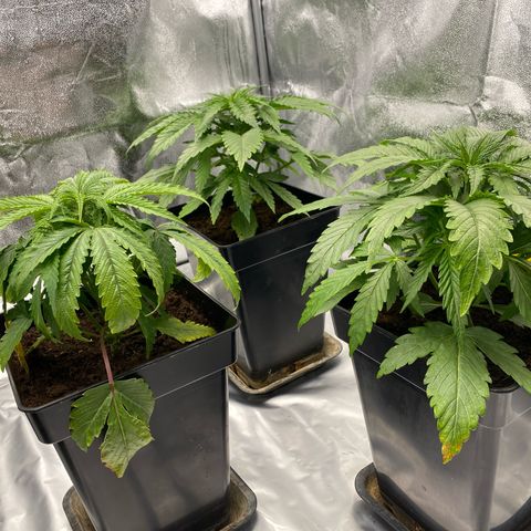 Royal Gorilla Automatic  growlog timeline photo