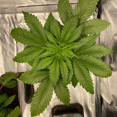 Royal Gorilla Automatic  growlog timeline photo