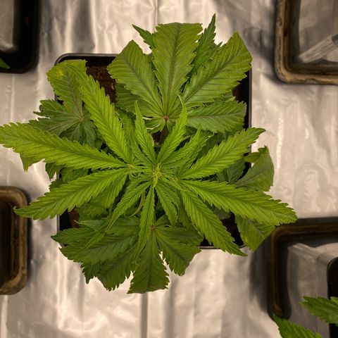 Royal Gorilla Automatic  growlog timeline photo