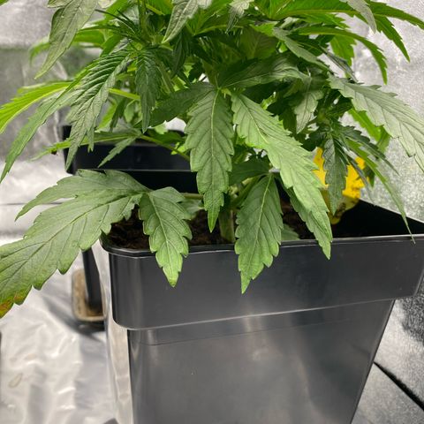 Royal Gorilla Automatic  growlog timeline photo