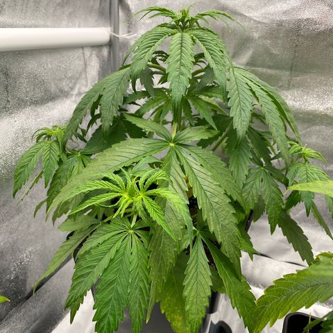 Milky Way growlog timeline photo