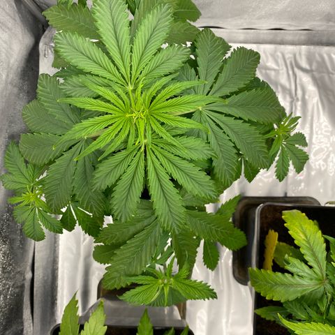 Milky Way growlog timeline photo