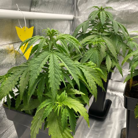 Milky Way growlog timeline photo
