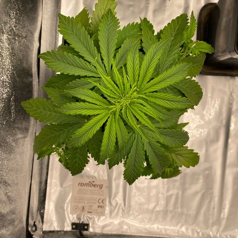 Milky Way growlog timeline photo