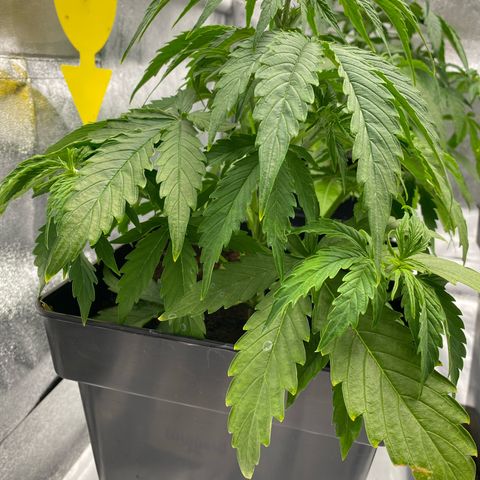 Milky Way growlog timeline photo
