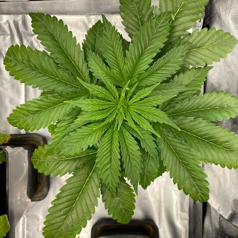 Royal Gorilla Automatic  growlog timeline photo
