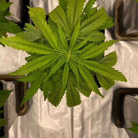 Royal Gorilla Automatic  growlog timeline photo