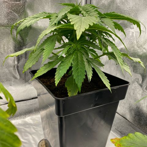 Royal Gorilla Automatic  growlog timeline photo