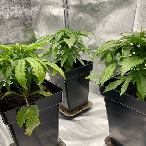 Royal Gorilla Automatic  growlog timeline photo