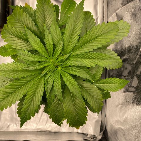 Royal Gorilla Automatic  growlog timeline photo