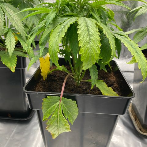 Royal Gorilla Automatic  growlog timeline photo