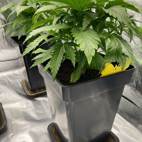 Royal Gorilla Automatic  growlog timeline photo