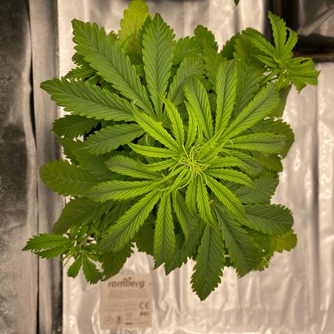 Milky Way growlog timeline photo