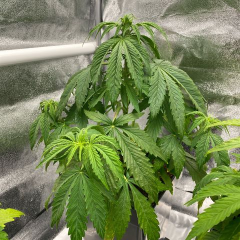 Milky Way growlog timeline photo