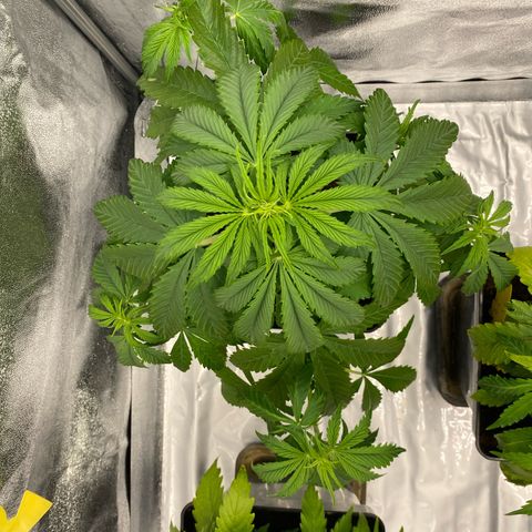 Milky Way growlog timeline photo