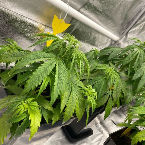 Milky Way growlog timeline photo