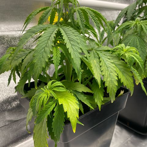 Milky Way growlog timeline photo