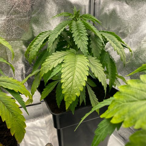 Royal Gorilla Automatic  growlog timeline photo