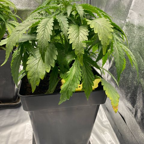 Royal Gorilla Automatic  growlog timeline photo