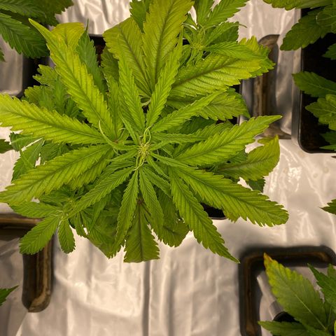 Royal Gorilla Automatic  growlog timeline photo