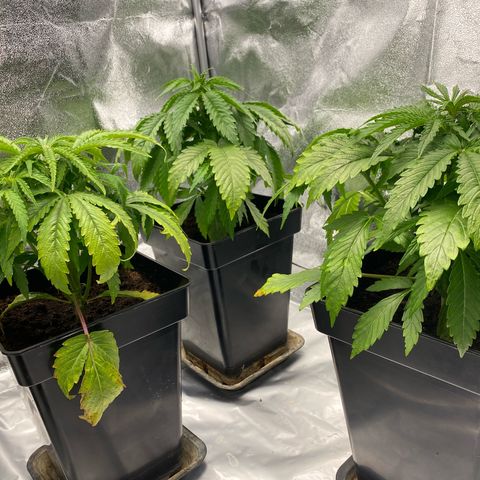 Royal Gorilla Automatic  growlog timeline photo