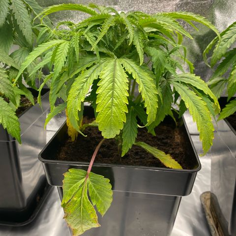 Royal Gorilla Automatic  growlog timeline photo