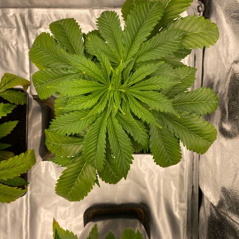 Royal Gorilla Automatic  growlog timeline photo