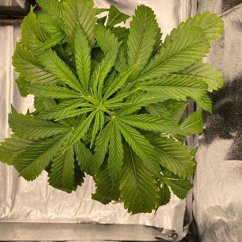 Royal Gorilla Automatic  growlog timeline photo