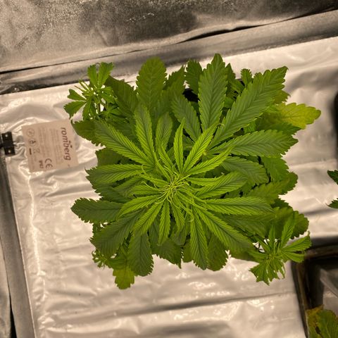 Milky Way growlog timeline photo
