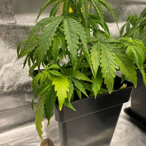 Milky Way growlog timeline photo