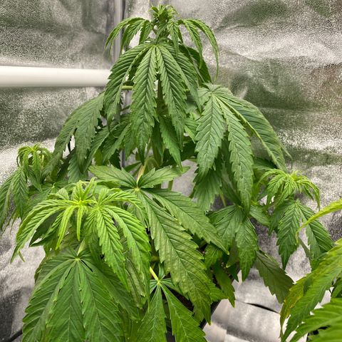 Milky Way growlog timeline photo