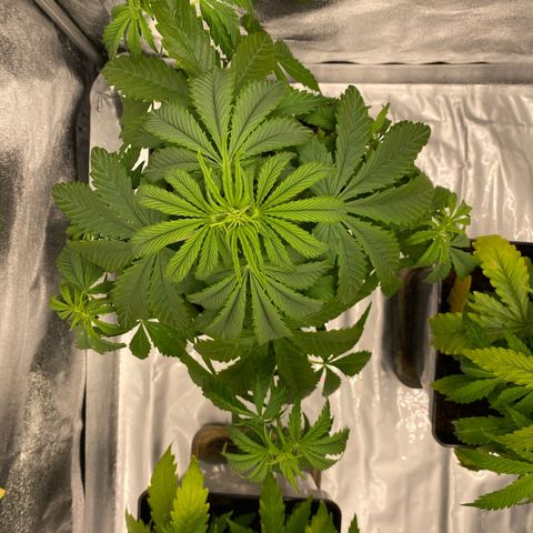 Milky Way growlog timeline photo