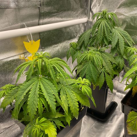 Milky Way growlog timeline photo