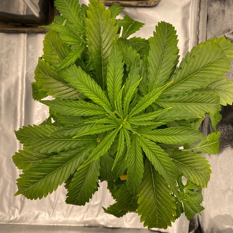 Royal Gorilla Automatic  growlog timeline photo