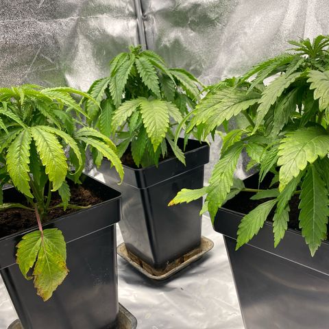Royal Gorilla Automatic  growlog timeline photo