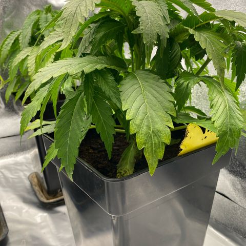 Royal Gorilla Automatic  growlog timeline photo