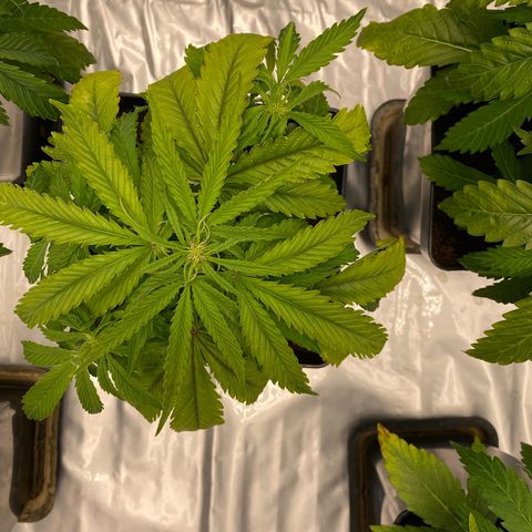 Royal Gorilla Automatic  growlog timeline photo