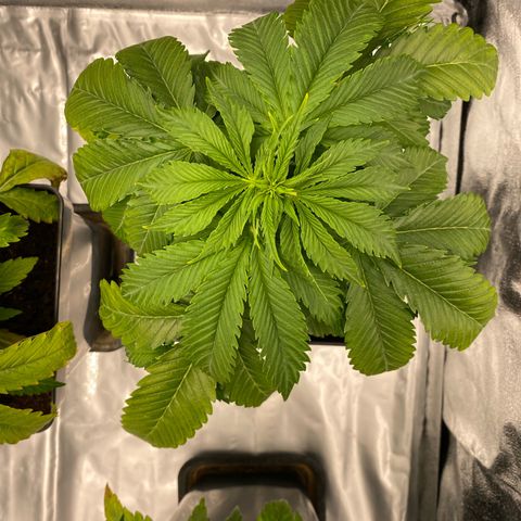 Royal Gorilla Automatic  growlog timeline photo
