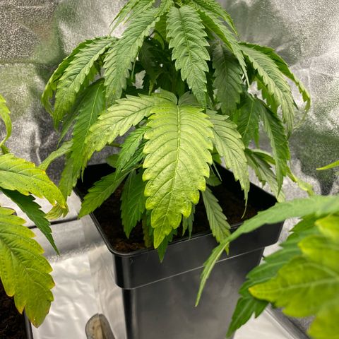 Royal Gorilla Automatic  growlog timeline photo