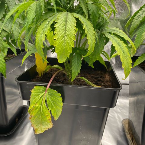 Royal Gorilla Automatic  growlog timeline photo