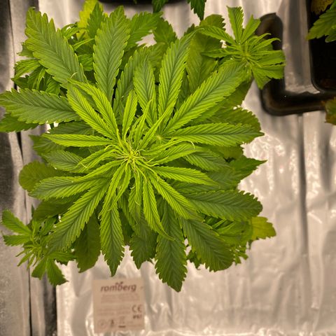 Milky Way growlog timeline photo
