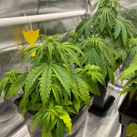 Milky Way growlog timeline photo