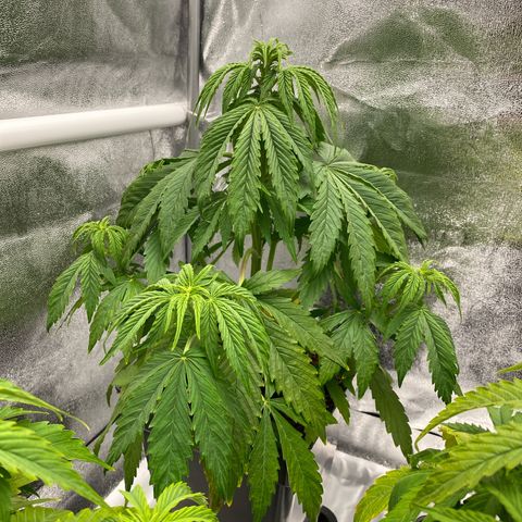 Milky Way growlog timeline photo