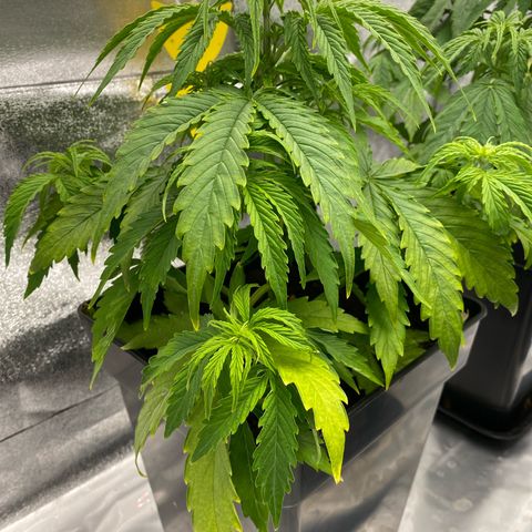 Milky Way growlog timeline photo